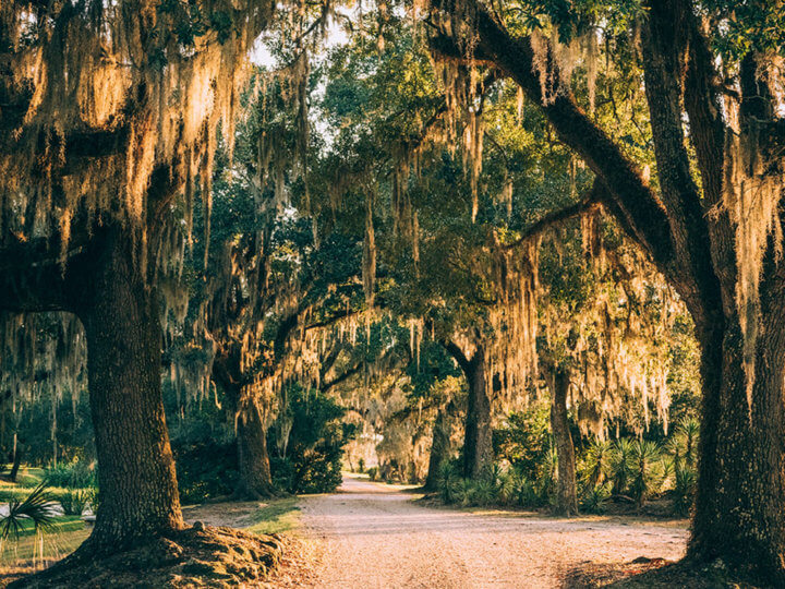 Avery Island: Home of TABASCO® Brand Pepper Sauce